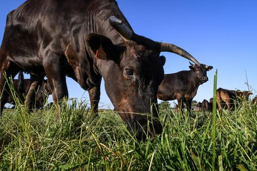 Nos fermes, Miyabi Groupe l'excellence du boeuf wagyu